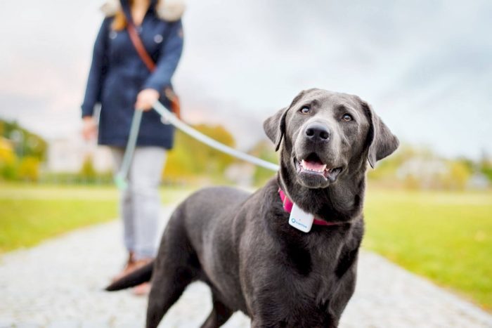 Qu’est-ce qu’un collier GPS chien ?