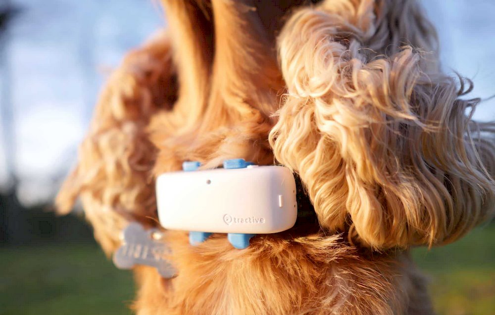 Tractive Tractive DOG XL - Collier GPS pour chien avec grande batterie |  EXCL. ABO