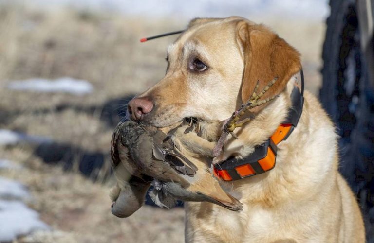 Collier GPS chien de chasse : comparatif, pris et avis