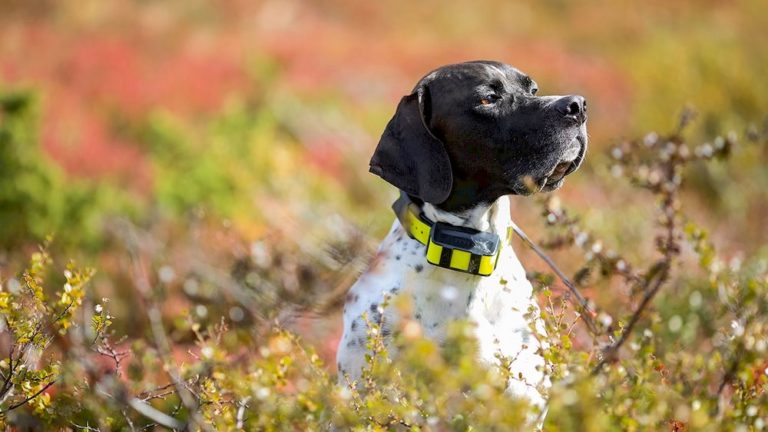 Collier GPS pour chien : Le guide complet & comparatif 2022