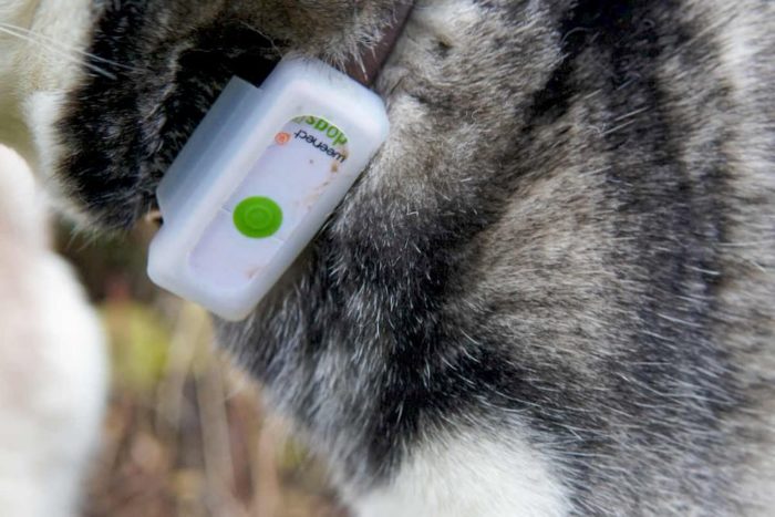 Qu’en est-il du choix de l’abonnement si vous souhaitez utiliser le GPS Weenect Dogs 2 ?